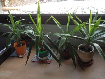 Kiaty doniczkowe - 6