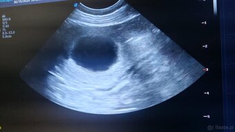 Owczarek belgijski malinois z rodowodem FCI - 6