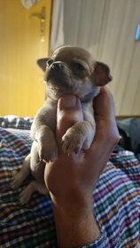 Chihuahua szczenięta krótkowłose - 6