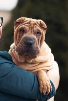 Hodowla rasy shar pei Red Folds przed. szczeniąt ur.22.06.20 - 6