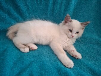 Rodowodowe kocięta Ragdoll - gotowe do zamieszkania - 6