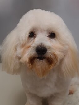 Coton de tulear pies dorosły - 6