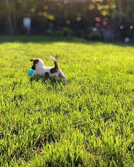 Jack Russell Terrier - suczka - nie do hodowli - 6