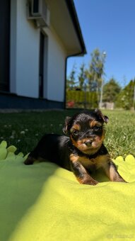 Suczki rasy yorkshire terrier - 6