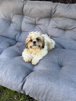 Szczeniaki Shih tzu - 6