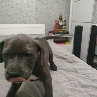 Szczeniak Amstaff - 6