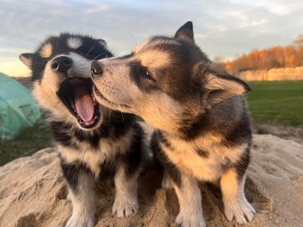 Alaskan Malamute szczeniaki - 6