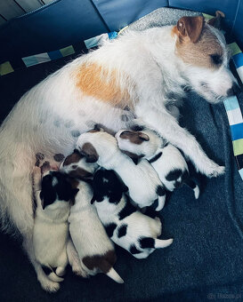 Jack Russell terrier - szczenięta z metrykami ZKwP - 6