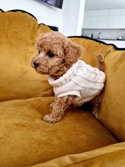 Pudelki toy/miniatura RED po tatusiu FCI - 6