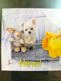 Chihuahua z rodowodem FCI. - 6