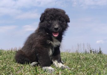 Border Collie - Pies do pasienia na gospodarstwo, pełna dok. - 6