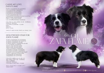 Border collie - 6