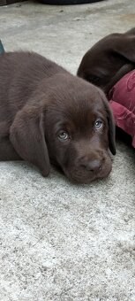 Labrador retriever - 6