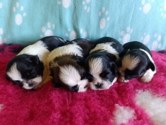 Shih-tzu z PP ostatni szczeniak (shih tzu, shitzu, si-tzu) - 6