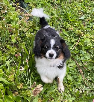 Spaniel kontynentalny miniaturowy, phalene, nie papillon FCI - 6