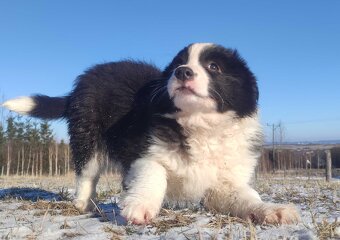BORDER COLLIE - piękna suka z Hodowli - Szczenię z pełną dok - 6
