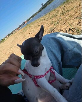 Sprzedam pieska chihuahua - 6