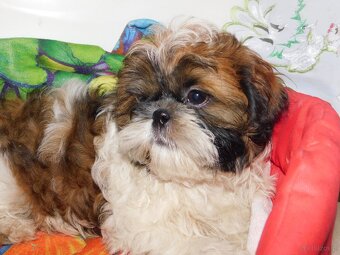 Piesek shih tzu - 6