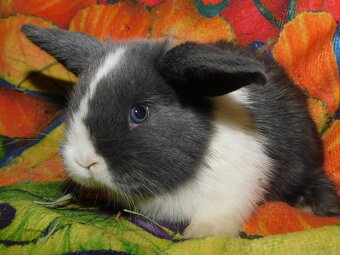 Cudowne baranki mini lop niebieskie - 6