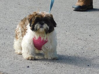 Shih tzu piesek Niko - 6