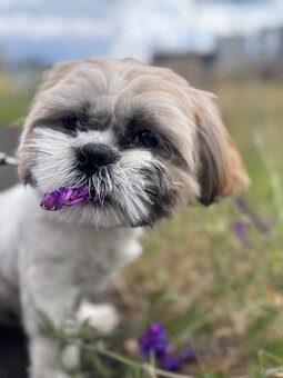 Shih Tzu - 6