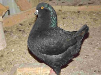 sprzedam gołębie - 6