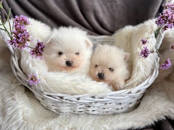 SZPIC MINIATUROWY POMERANIAN PIĘKNE SUNIE I PIESKI - 6