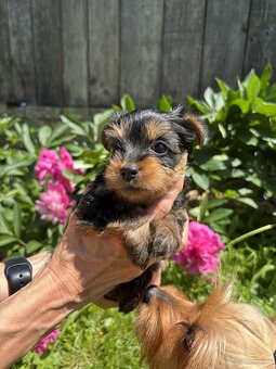 Dwie suczki – australijski silky terrier - 6
