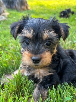 Dwie suczki – australijski silky terrier - 6