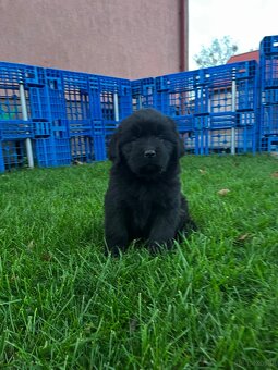 Nowofundland Kennel Club - 6