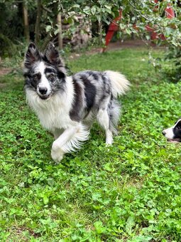Border collie PsiPatrol.PL Canis e Catus - 6