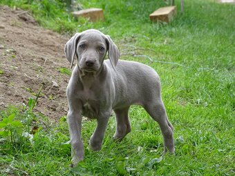 szczeniaka ogara rasy weimaraner gładkowłosy - 6