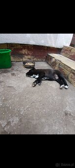 Amstaff - 6