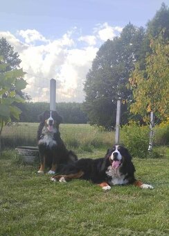 Berneńskie Psy Pasterskie - 6