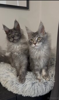 Maine Coon kocurki na sprzedaż - 6