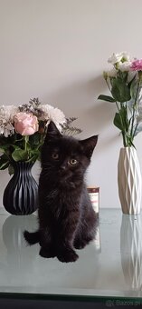 Sprzedam koty rasowe. SCOTTISH FOLD.I czarna kotka brytyjka - 6