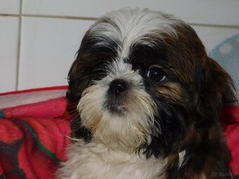 Cudna sunia Shih tzu Diana - 6