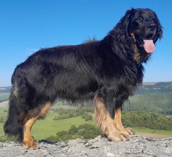 Oferta szczeniąt rasy Hovawart z rodowodem - szczenięta - 6