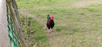 Koguty włoszki, legbary 25r. - 6