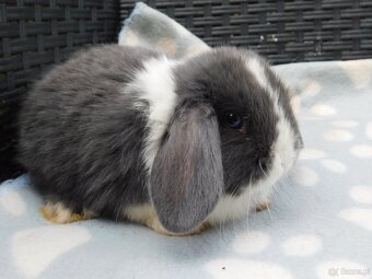Cudowne baranki mini lop - 6