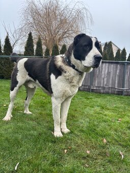 Owczarek środkowoazjatycki alabai - 6