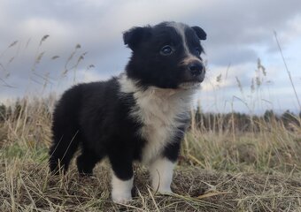 Piękna Rasowa Suczka Border Collie, szczenię z pełną dok. - 6