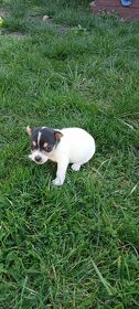 Jack Russell terrier - 6