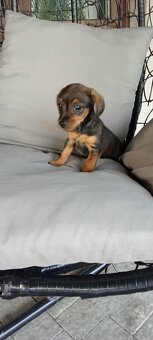 Dorkie - 6