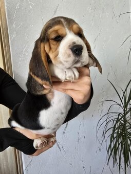 Szczenięta rasy Beagle Tricolor - 6