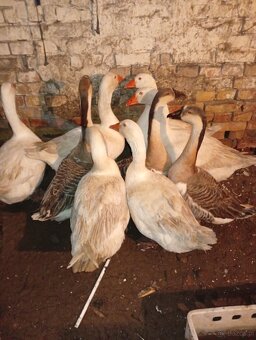 Sprzedam gęsi oraz kaczki - 6