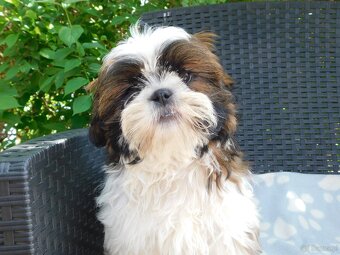 Piękna sunia shih tzu Diana - 6