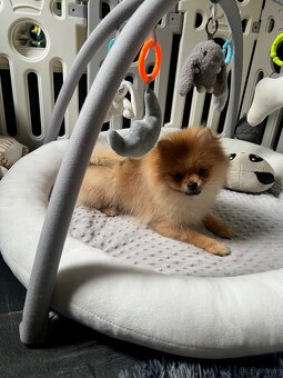 Pomeranian, szpic miniaturowy - suczka ORANGE - 6