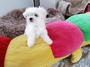 Maltańczyk szczenię boy - 6