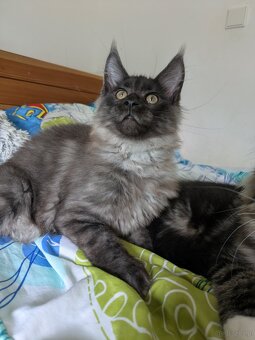 Maine coon pp - 6